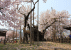 2014年4月高山神代桜4